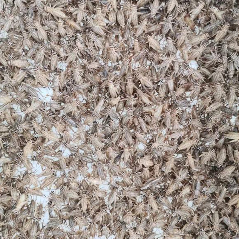 Feeding Leopard Gecko Freeze Dried Crickets