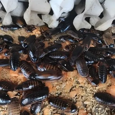 500 cafards Dubia de taille moyenne ont-ils besoin d'un bol d'eau ou ...